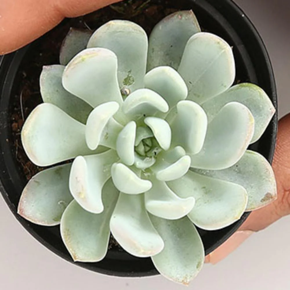 Echeveria Bcheideckeri - Image 2