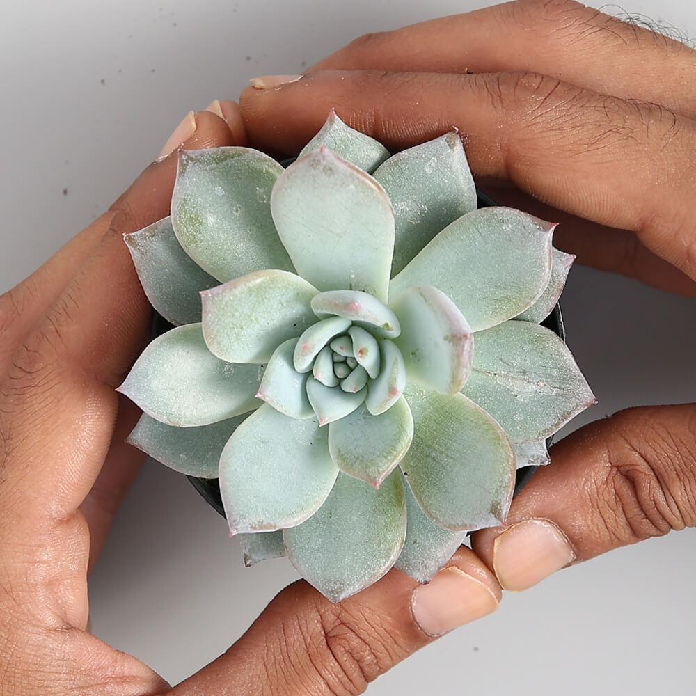 Echeveria ‘Blue Bird’