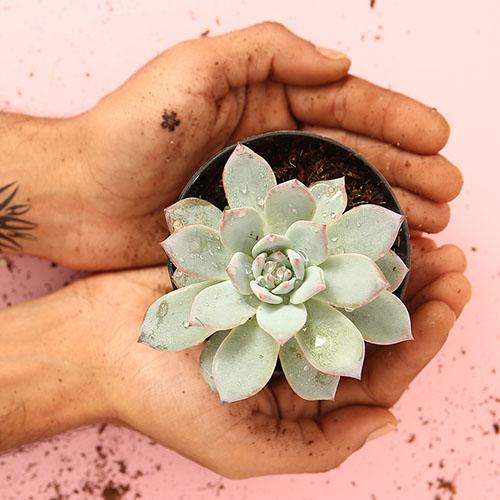 Echeveria ‘Blue Bird’ - Image 2