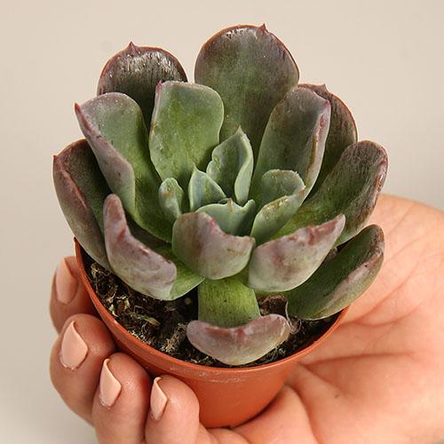 Echeveria Blue Prince