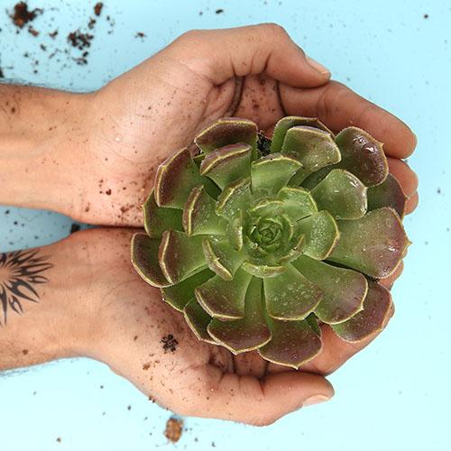 Echeveria Brown Rose - Image 2