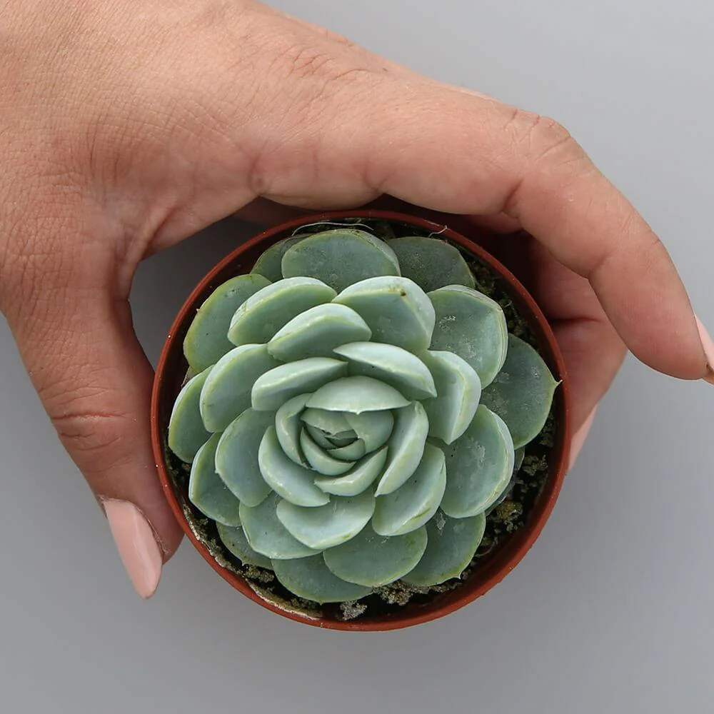 Echeveria Elegans