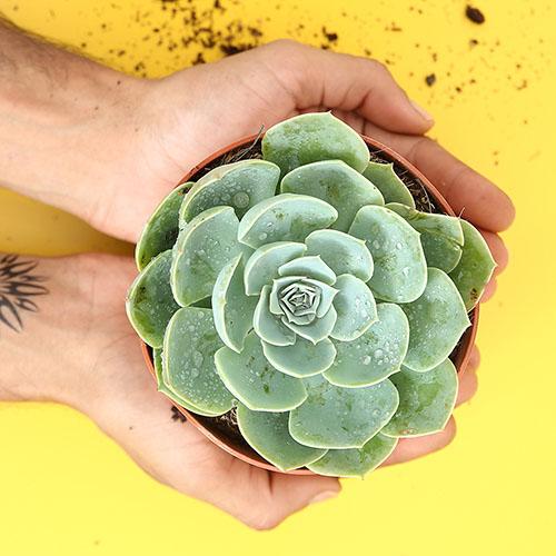 Echeveria Imbricata Blue Rose