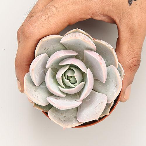 Echeveria Lilacina