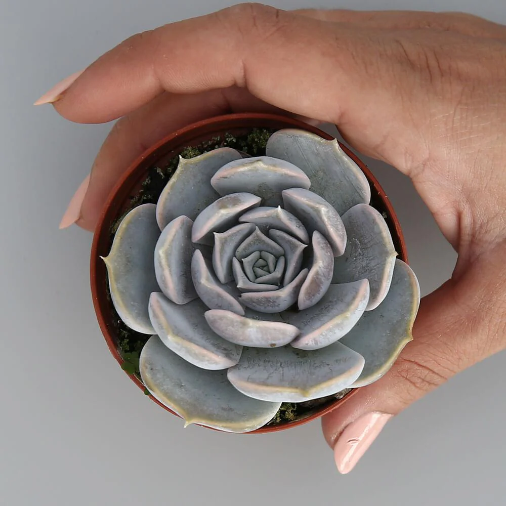 Echeveria Lilacina - Image 3