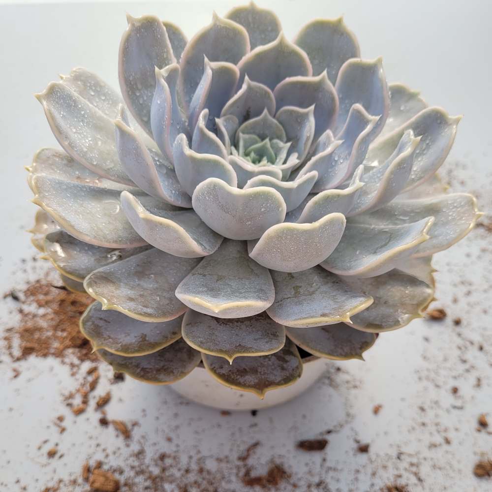 Echeveria Lilacina - Image 6