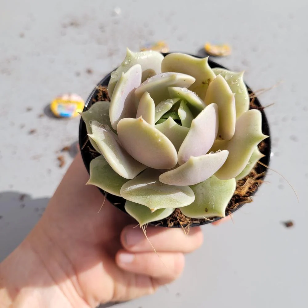 Echeveria Lola