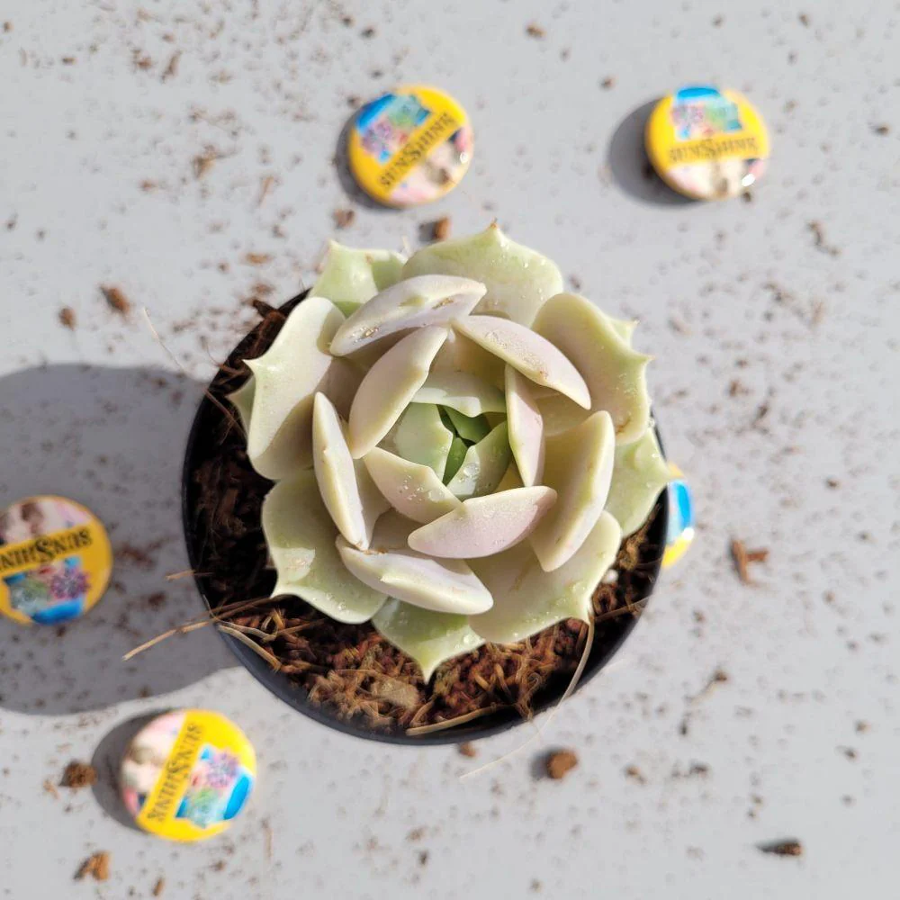 Echeveria Lola - Image 2