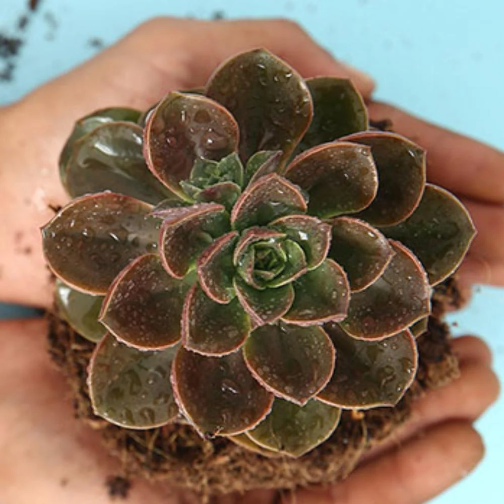 Echeveria Melaco - Image 2
