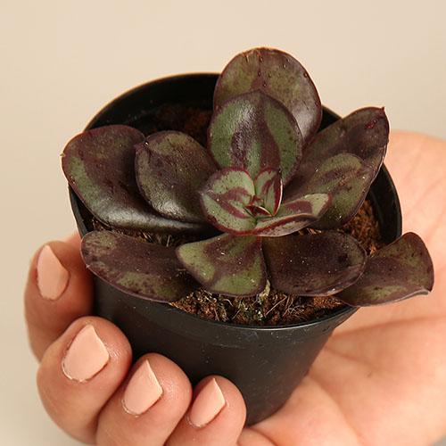 Echeveria Nodulosa