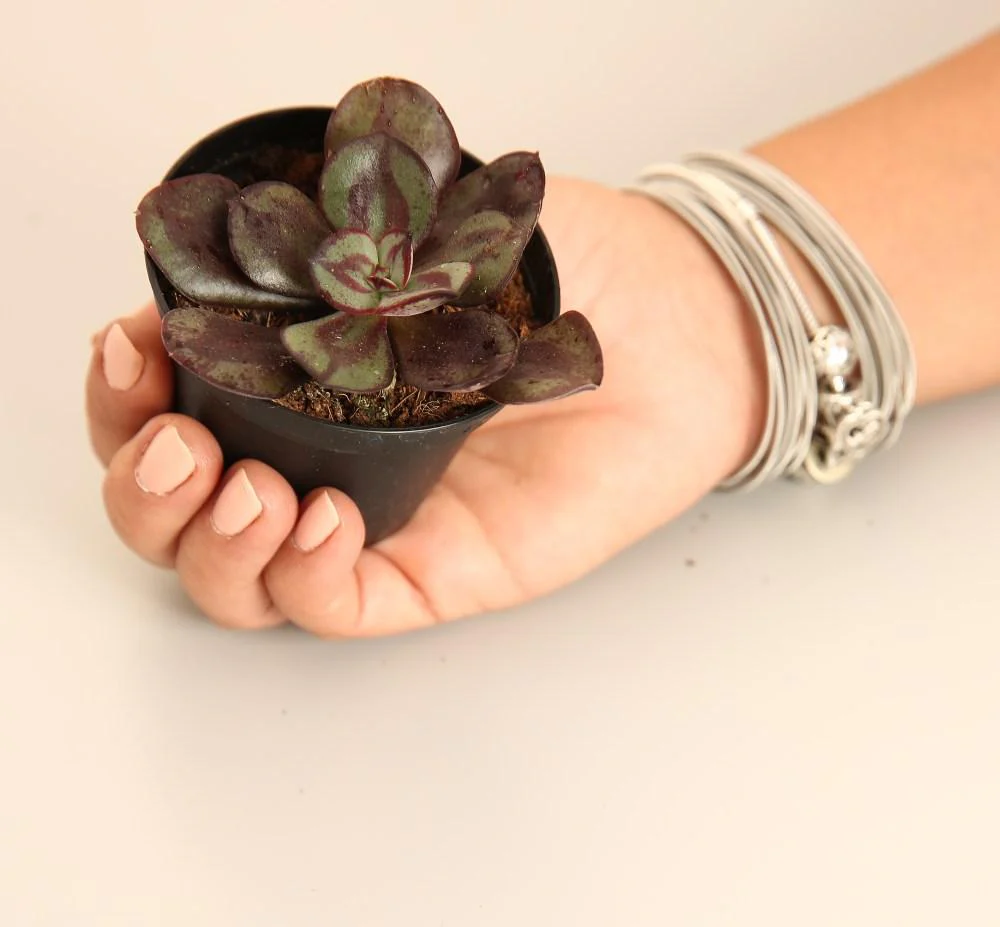 Echeveria Nodulosa - Image 2