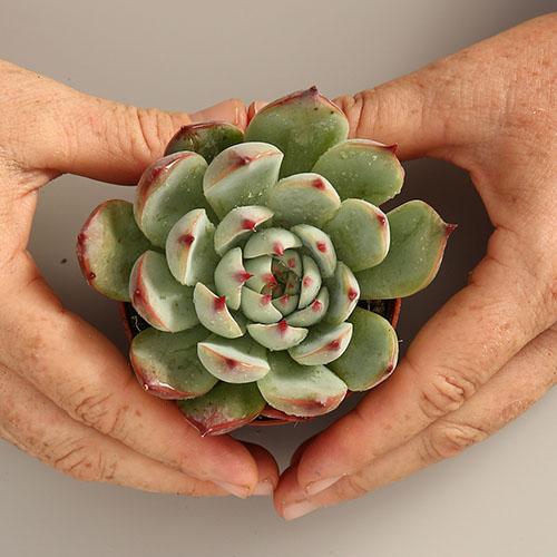 Echeveria Fabiola