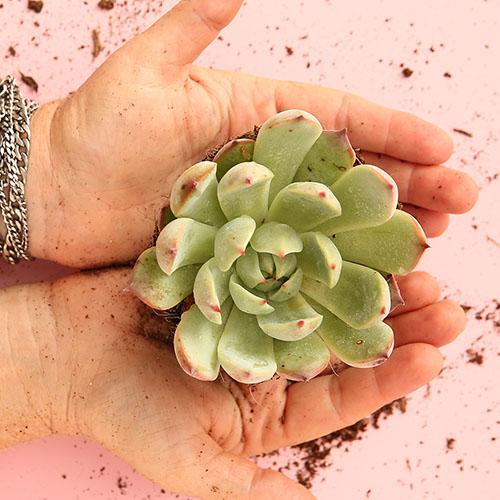 Echeveria Fabiola - Image 2