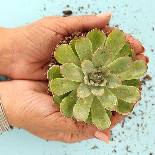 Echeveria Pelusida - Image 2