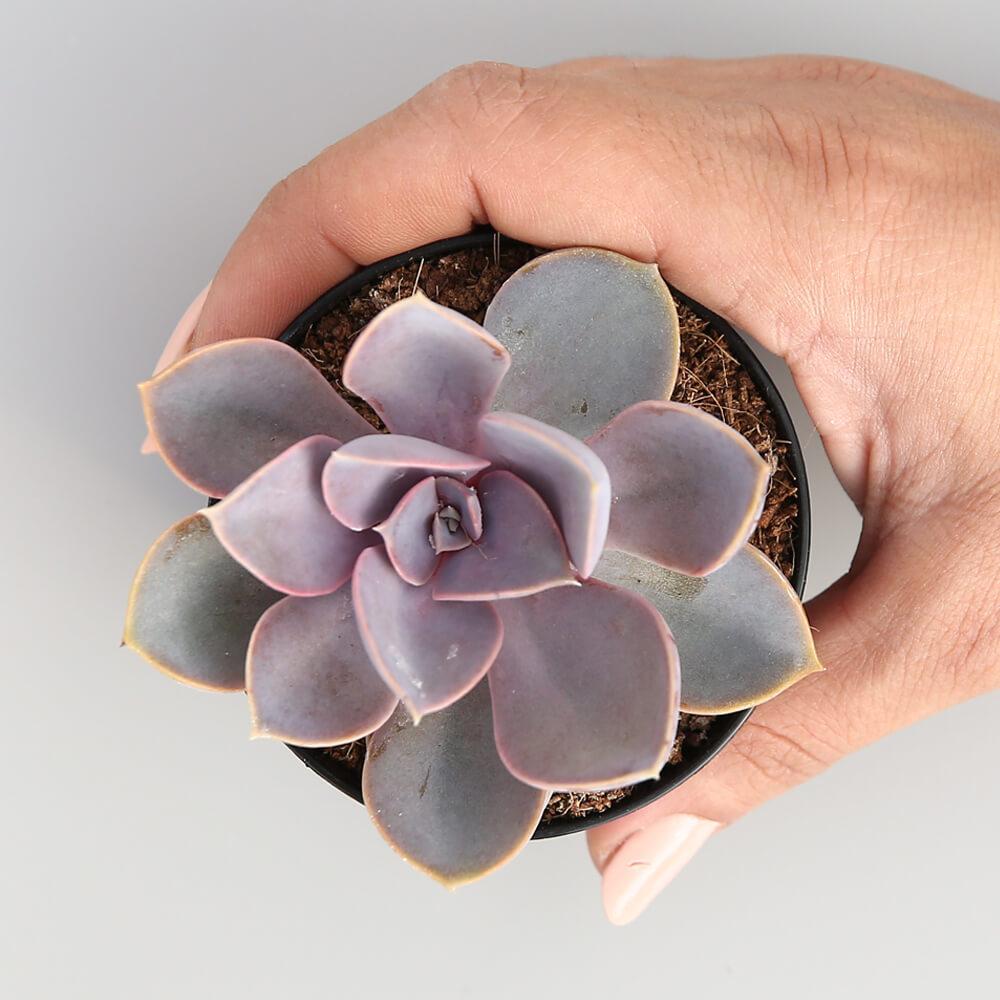 Echeveria 'Perle von Nurnberg'