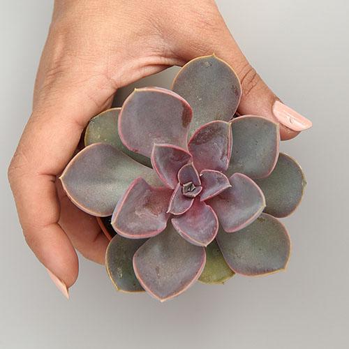 Echeveria 'Perle von Nurnberg' - Image 2