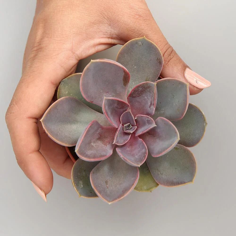 Echeveria 'Purple Pearl'