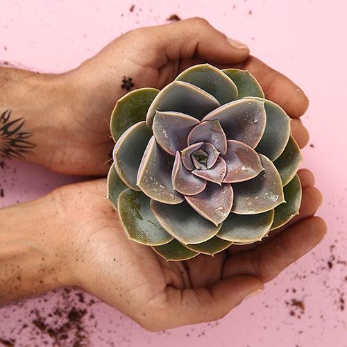 Echeveria 'Purple Pearl' - Image 2