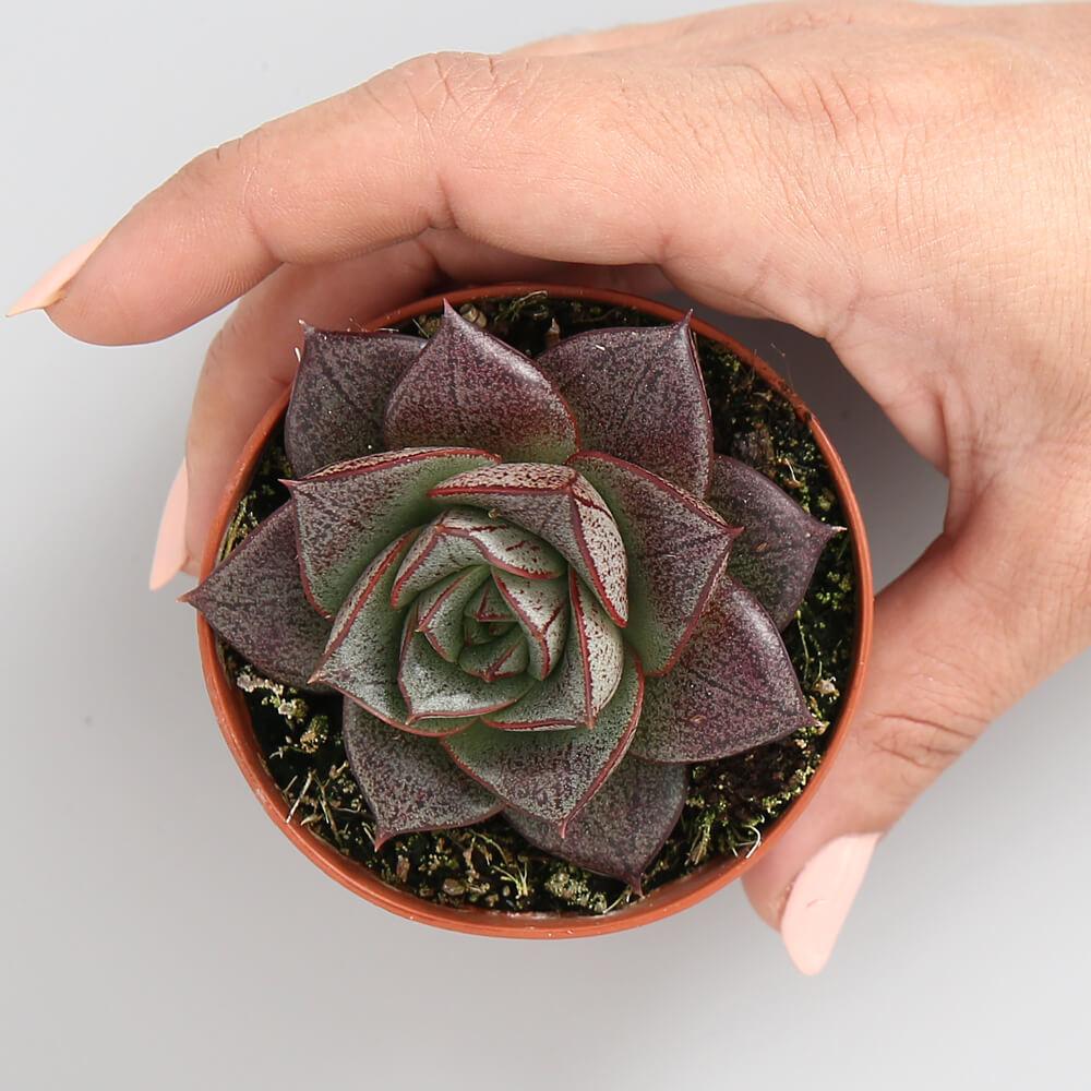 Echeveria Purpureum