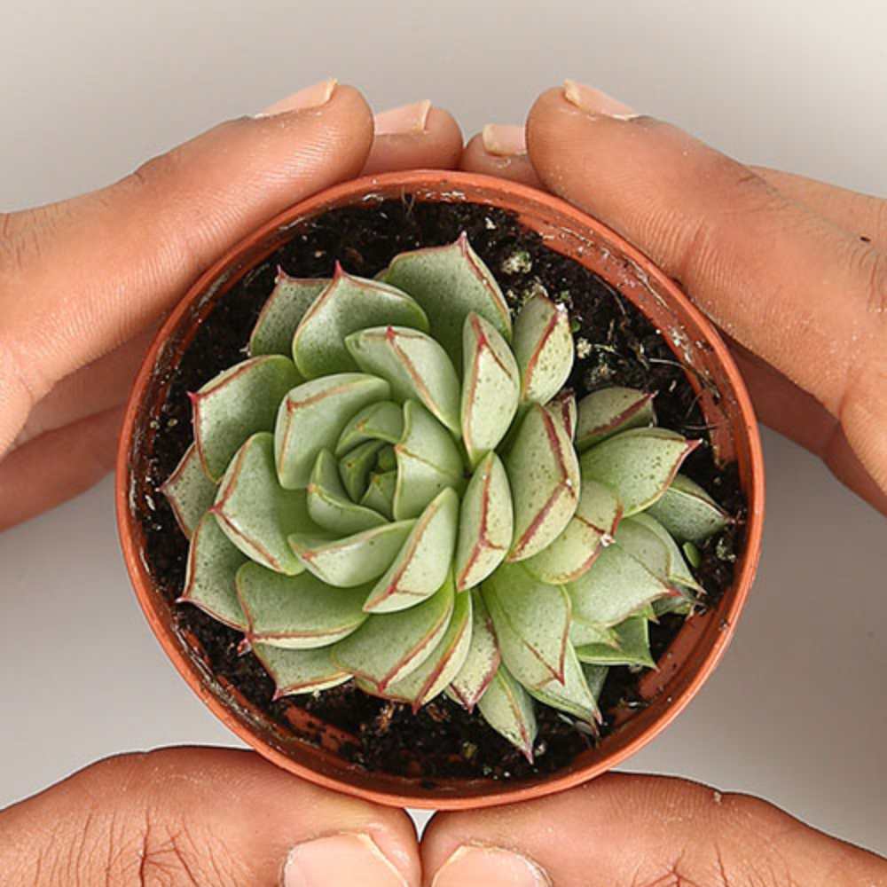 Echeveria Purpusorum Gliva - Image 2