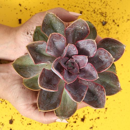 Echeveria "Red Sky" - Image 2