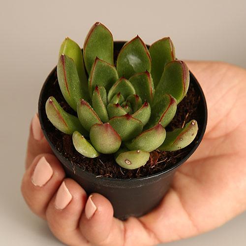 Echeveria Red Tip