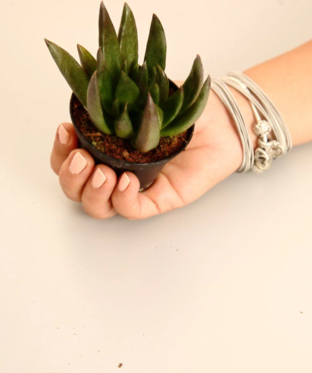 Echeveria Serrana - Image 2