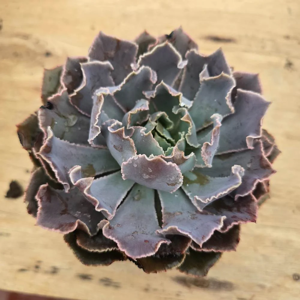 Echeveria Shaviana Pink