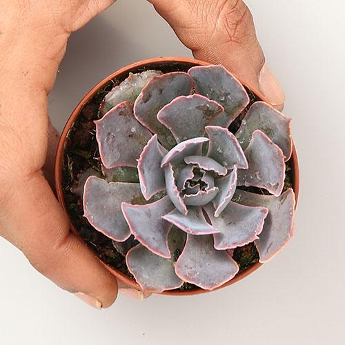 Echeveria Shaviana Pink - Image 2