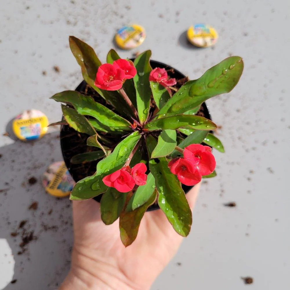Euphorbia - Image 2