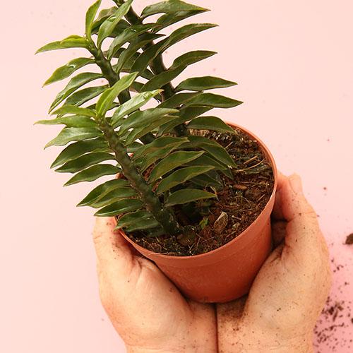 Euphorbia