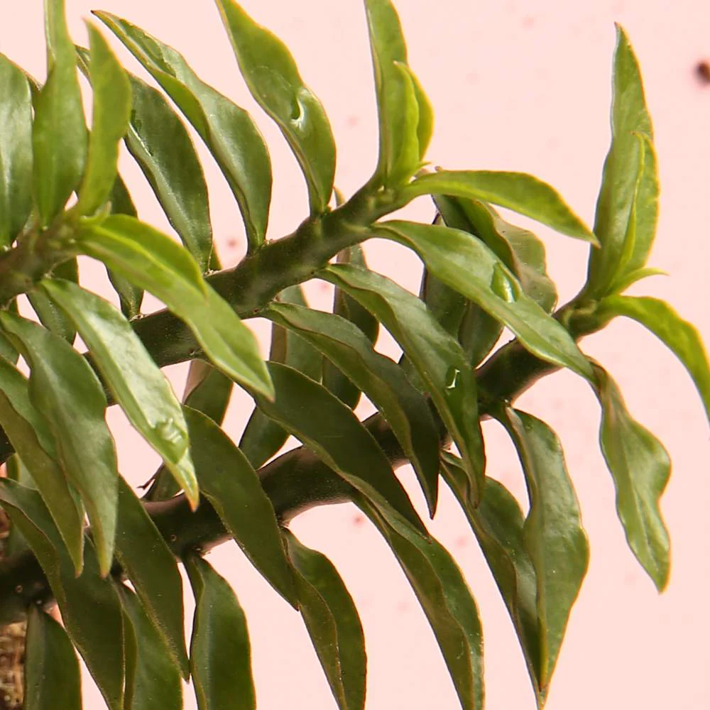 Euphorbia - Image 2