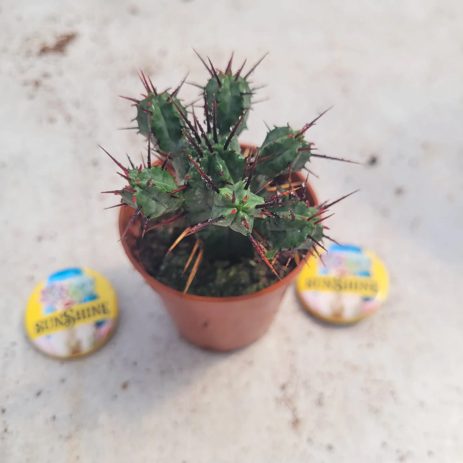 Euphorbia enopla - Image 2