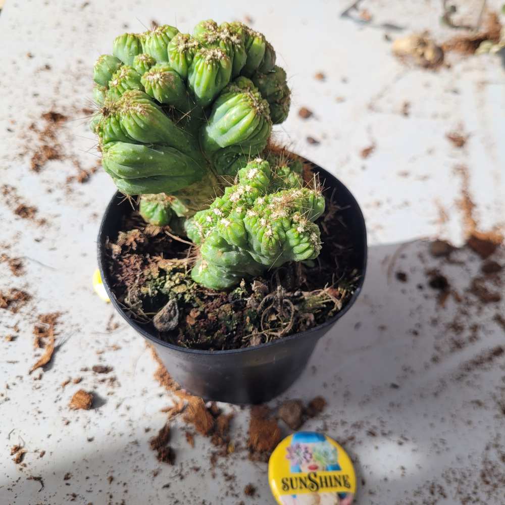 Euphorbia Enopla Monstruoze- קקטוס