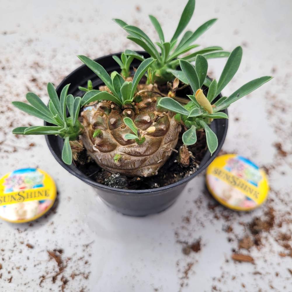 Euphorbia Japonica