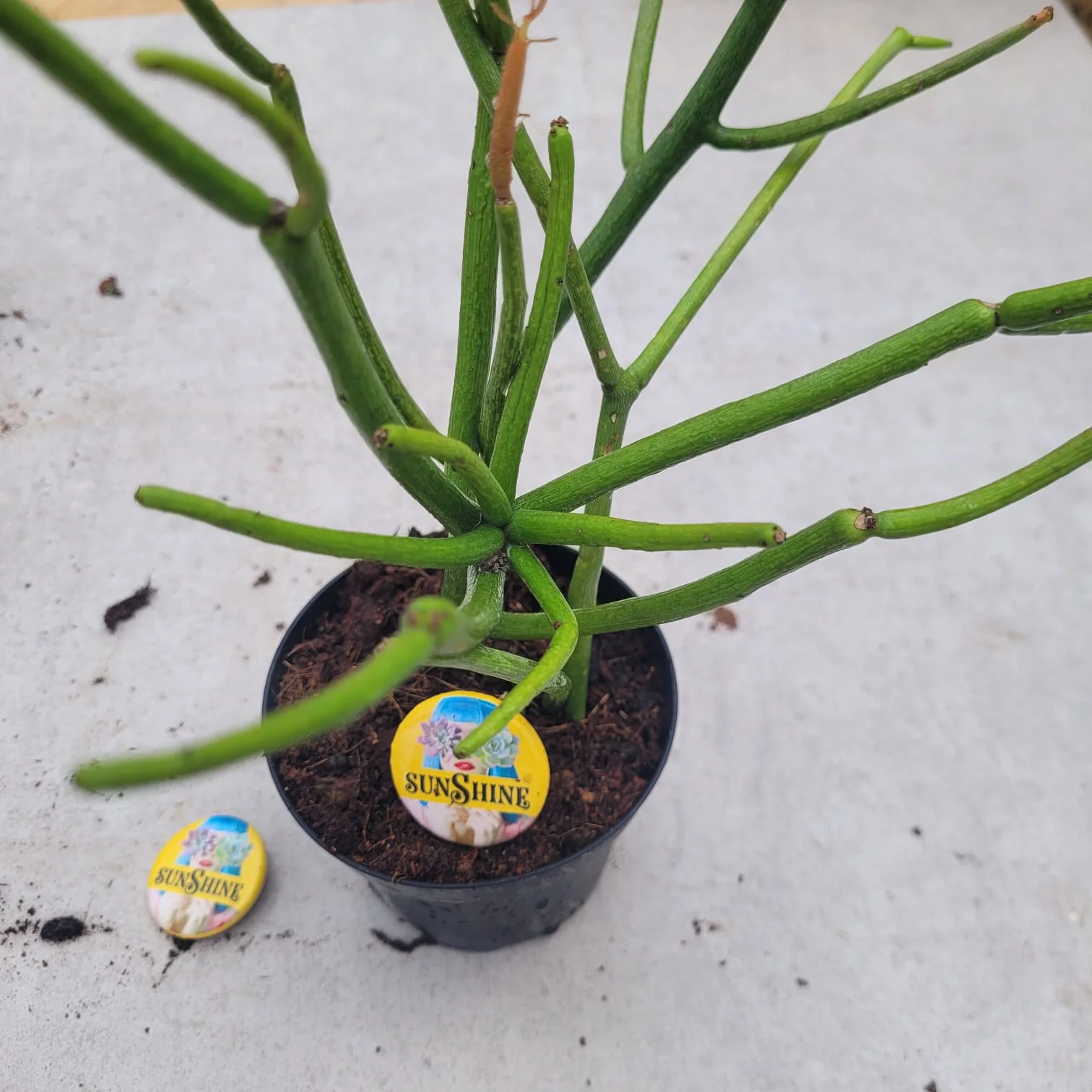 Euphorbia tirucalli 'Sticks On Fire צמח אש