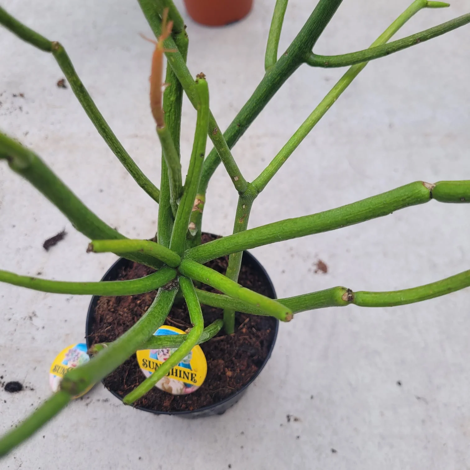 Euphorbia tirucalli 'Sticks On Fire צמח אש - Image 2