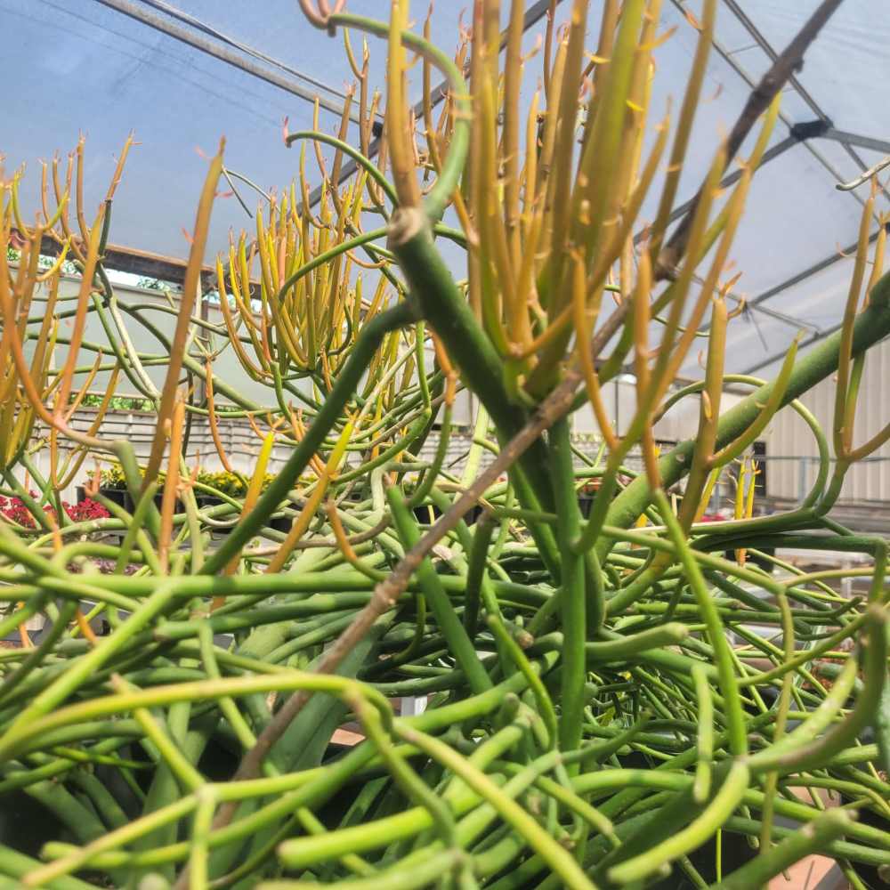 Euphorbia tirucalli 'Sticks On Fire צמח אש - Image 3