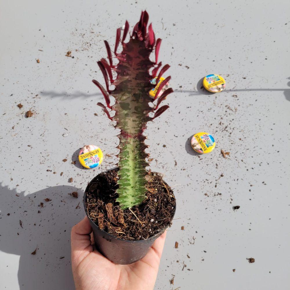 Euphorbia Trigona Rubra