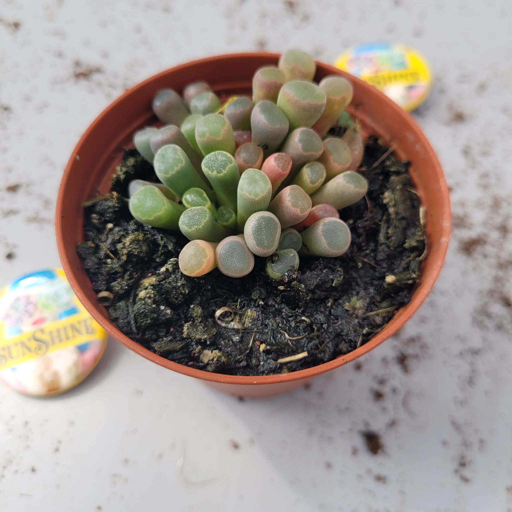 Fenestraria Aurantiaca-נדיר - Image 2