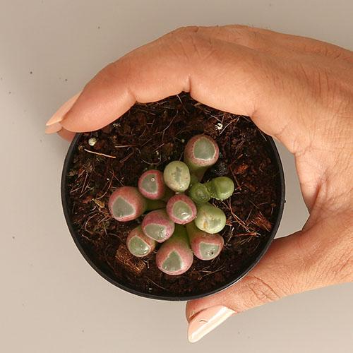 Frithia Pulchra-נדיר