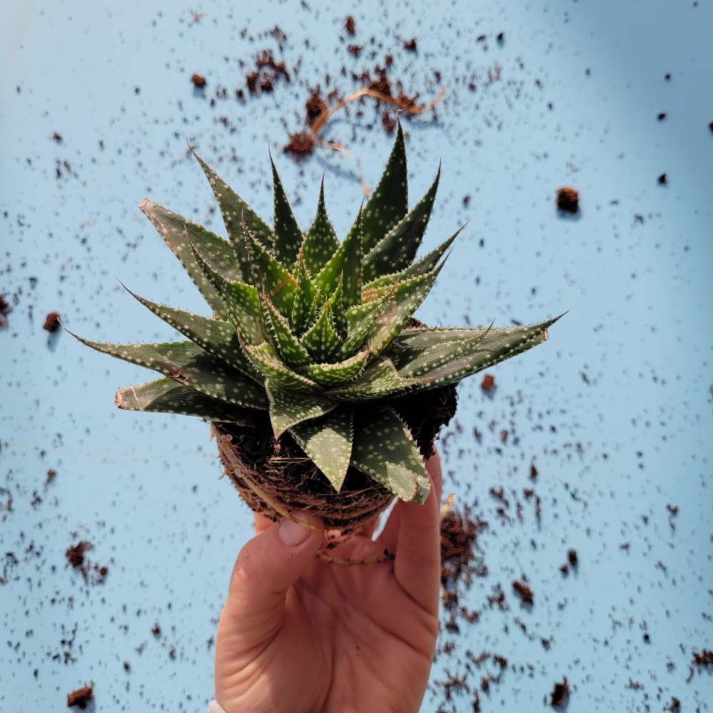 Gasteria Durban