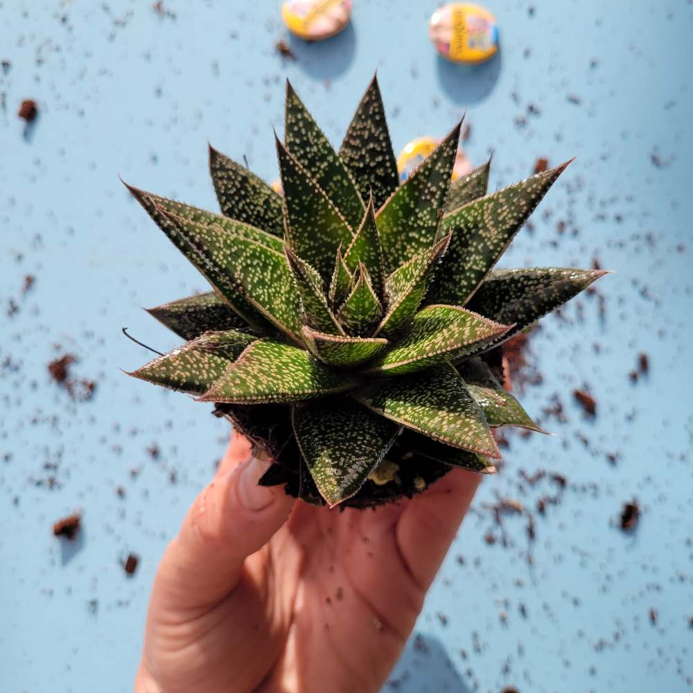 Gasteria Flow