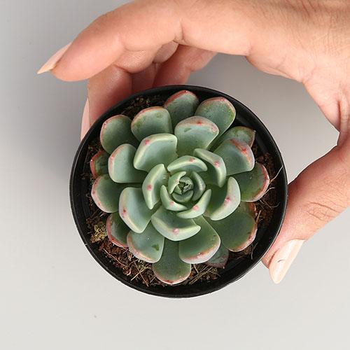 Graptoveria 'Bashful'