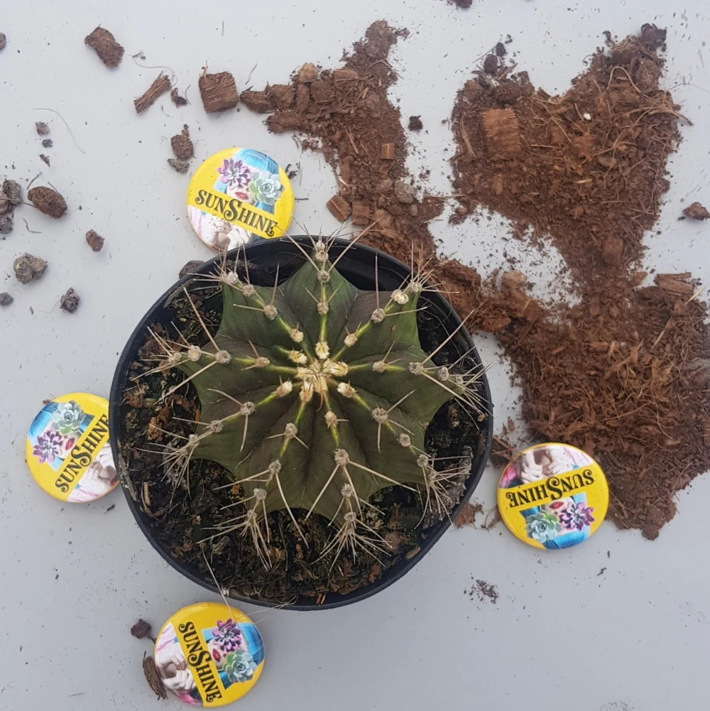 Gymnocalycium Mihanovichii - Image 2