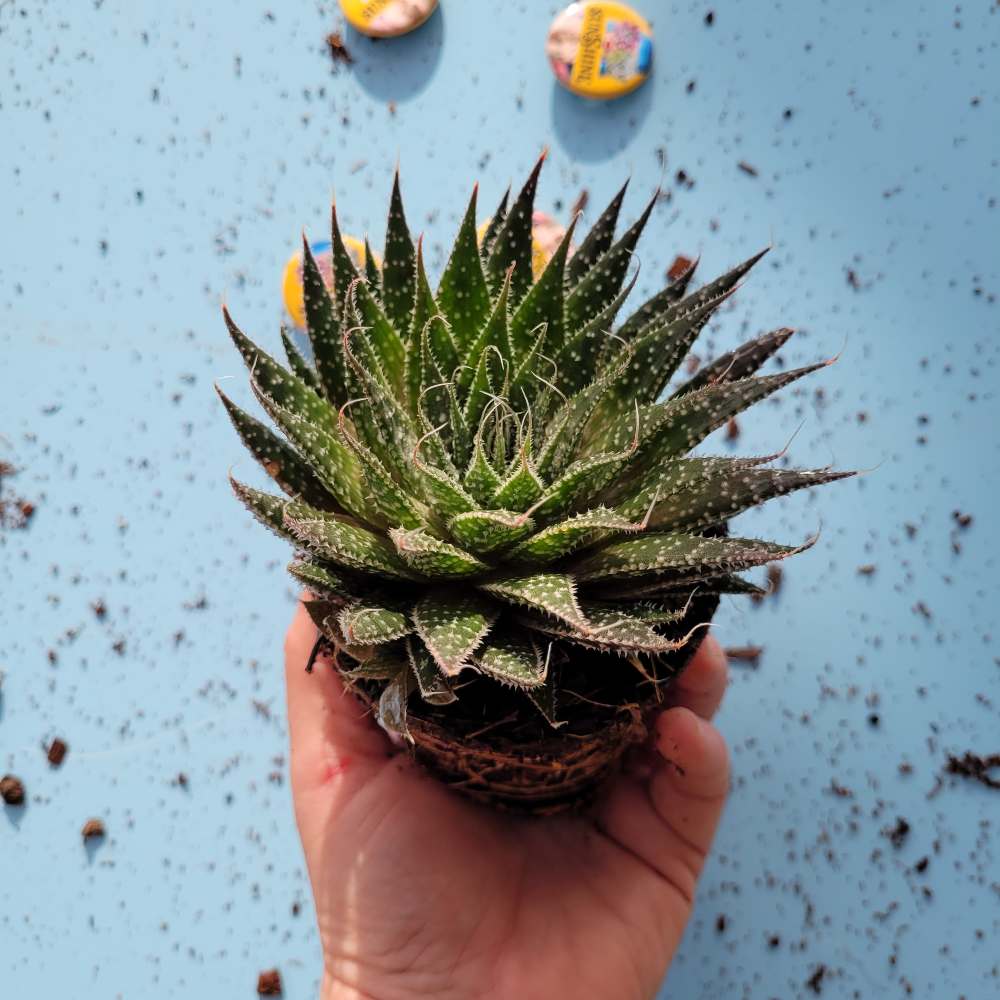 Haworthia Aristata