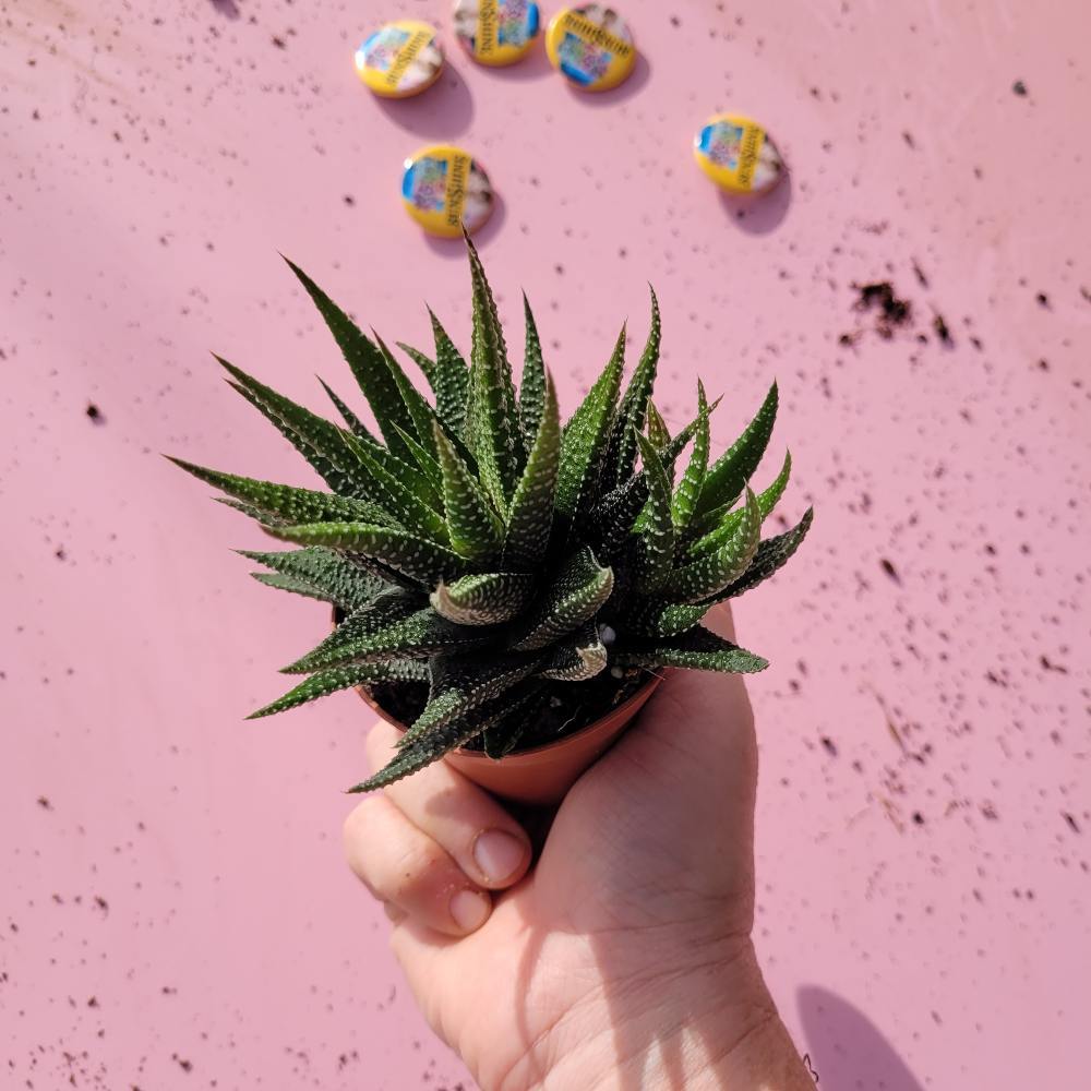 Haworthia Barcelona
