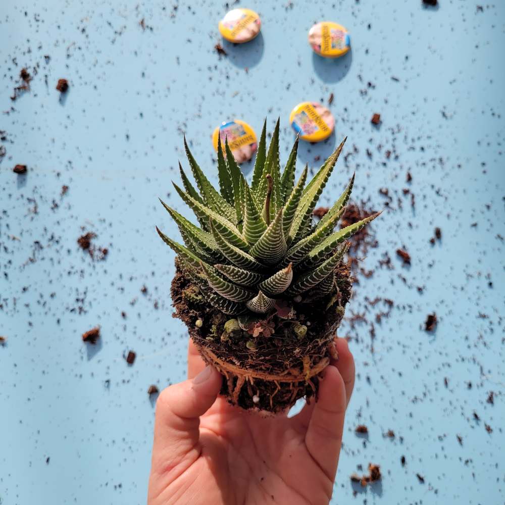 Haworthia Barcelona - Image 2