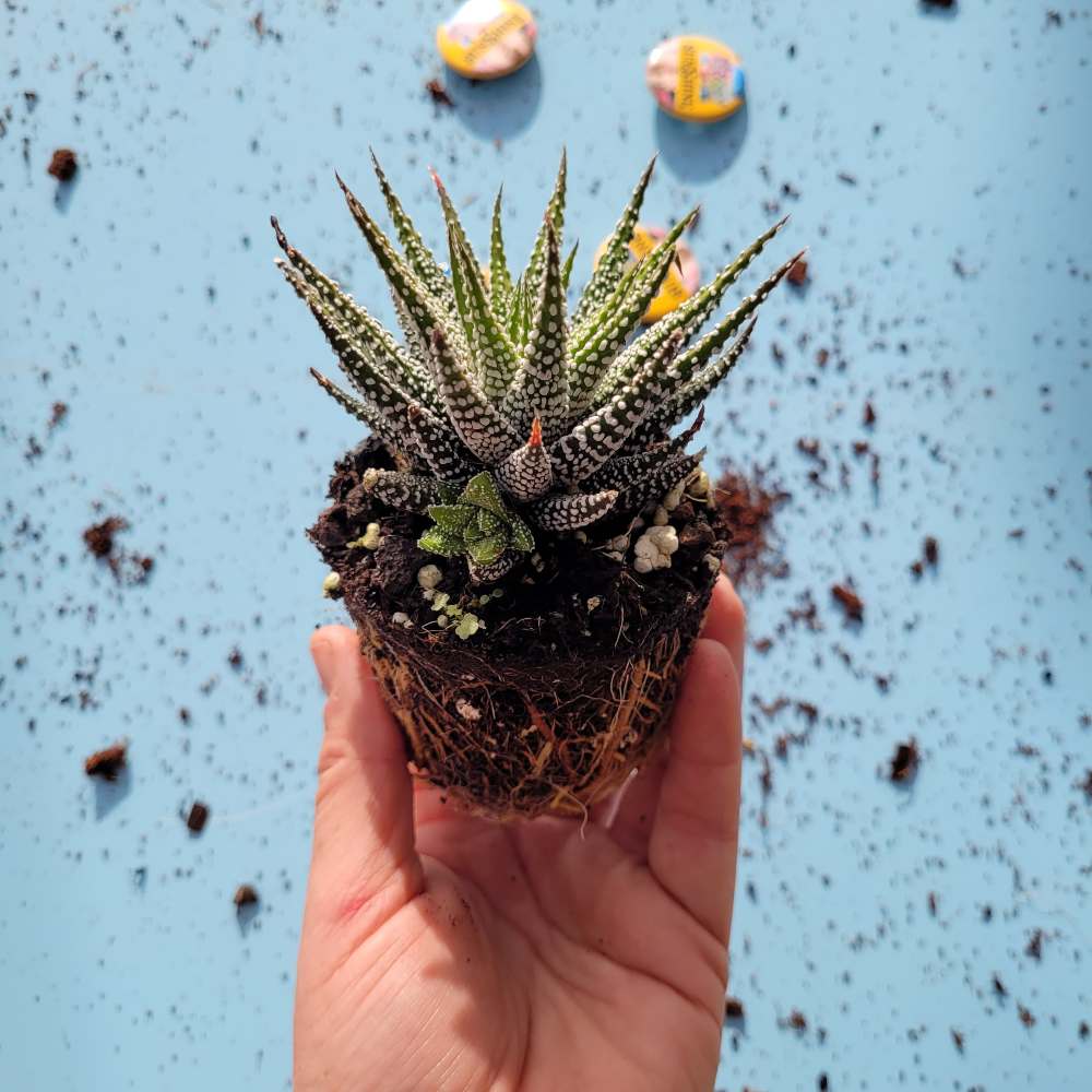 Haworthia  Bella