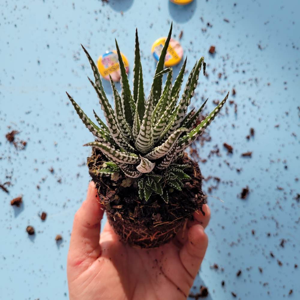 Haworthia  Big Band